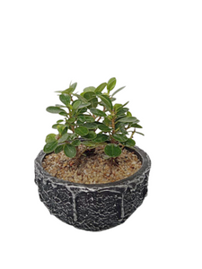 Ficus Microcarpa in Black Round Decorative Pot