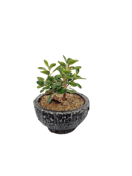 Ficus microcarpa Black Round Small Decorative Pot