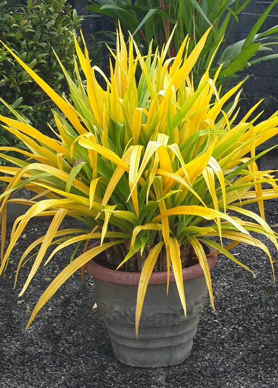 Golden Crinum Bush in Cone Shaped Titanium Finished Cement Pot : 4 to 5 Feet (Display Height)