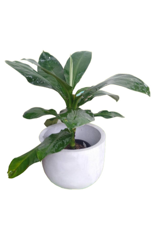 Green Aglonema Plant with Titanium Finished Painted Cement Pots - 2 to 3 Feet (Plant Height)