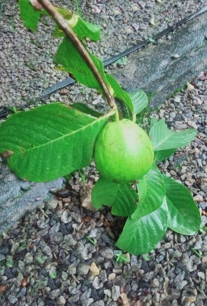 Guava plant in Plastic pot ( Plant height 4-5 Ft).