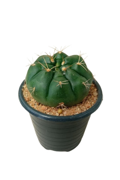 Gymnocalycium Cactus Plant in Plastic Pot