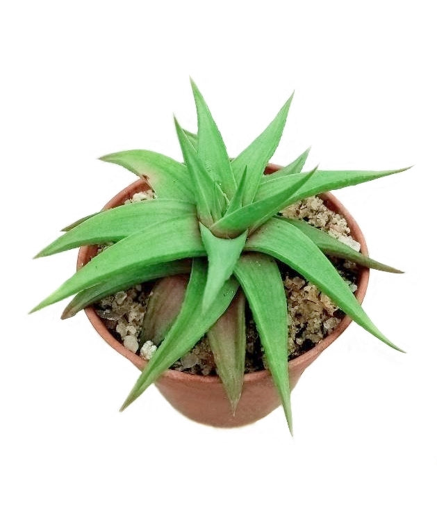 Haworthia Limifolia Ubomboensis Plant in Plastic Pot