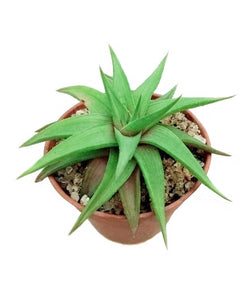 Haworthia Limifolia Ubomboensis Plant in Plastic Pot