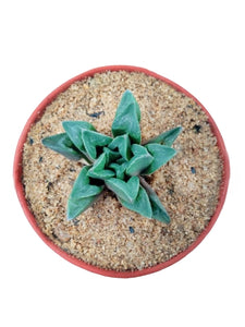 Haworthia Retusa Cactus in Plastic Pot