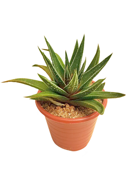 Haworthia Plant in Plastic Pot