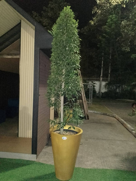Ficus Retusa Plant in Titanium Pot