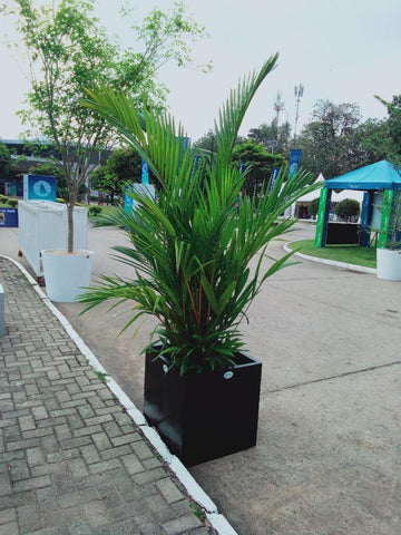 Red Palm Plant in a Box Type Titanium Pot