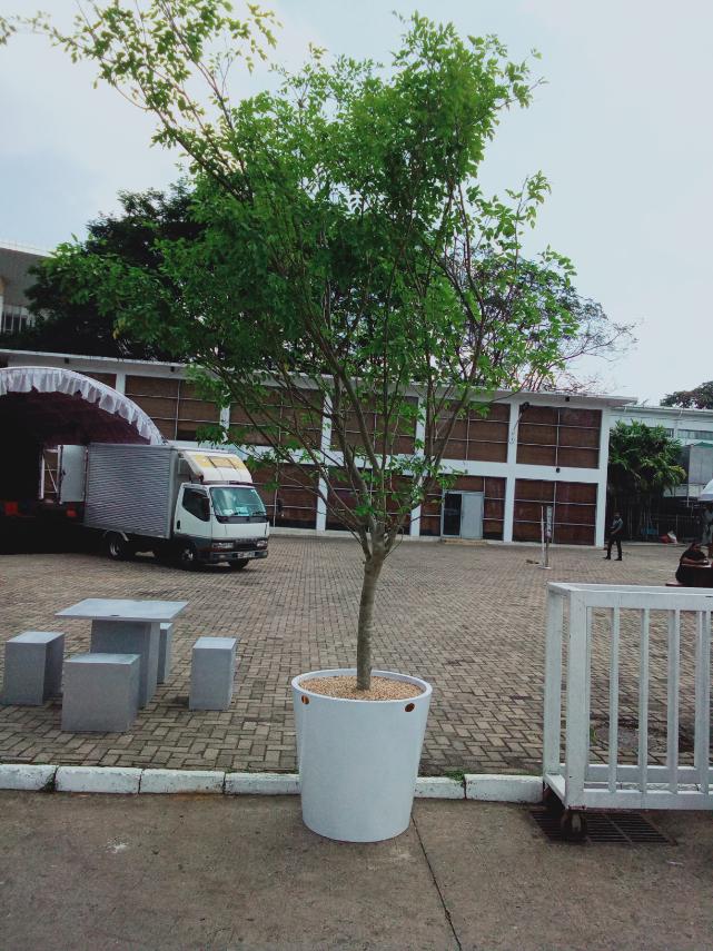 Karanda Tree in Titanium Pot – Plants & Plants Supercentre