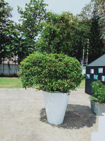 Fiscus Gold Plant in Titanium Pot