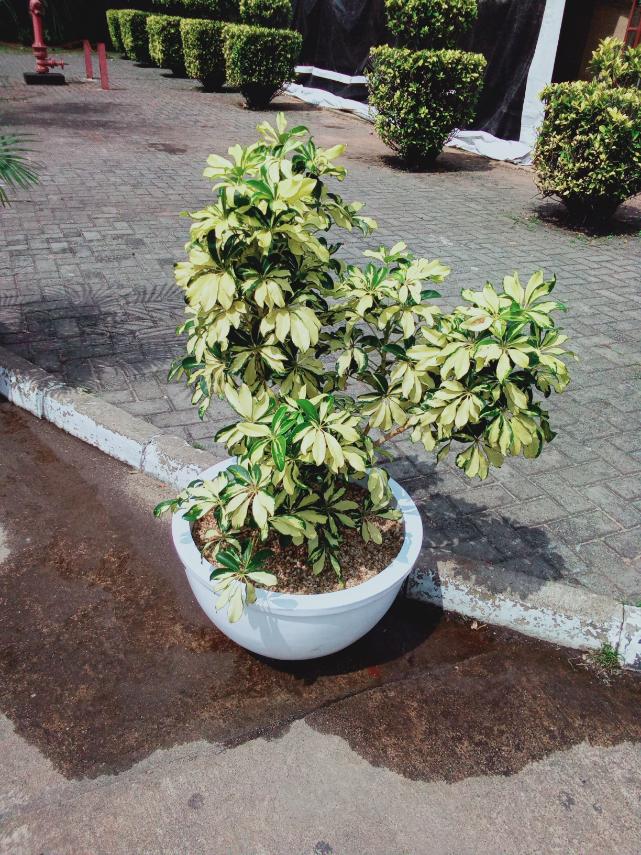 Schefflera Variegata Plant in Titanium Pot