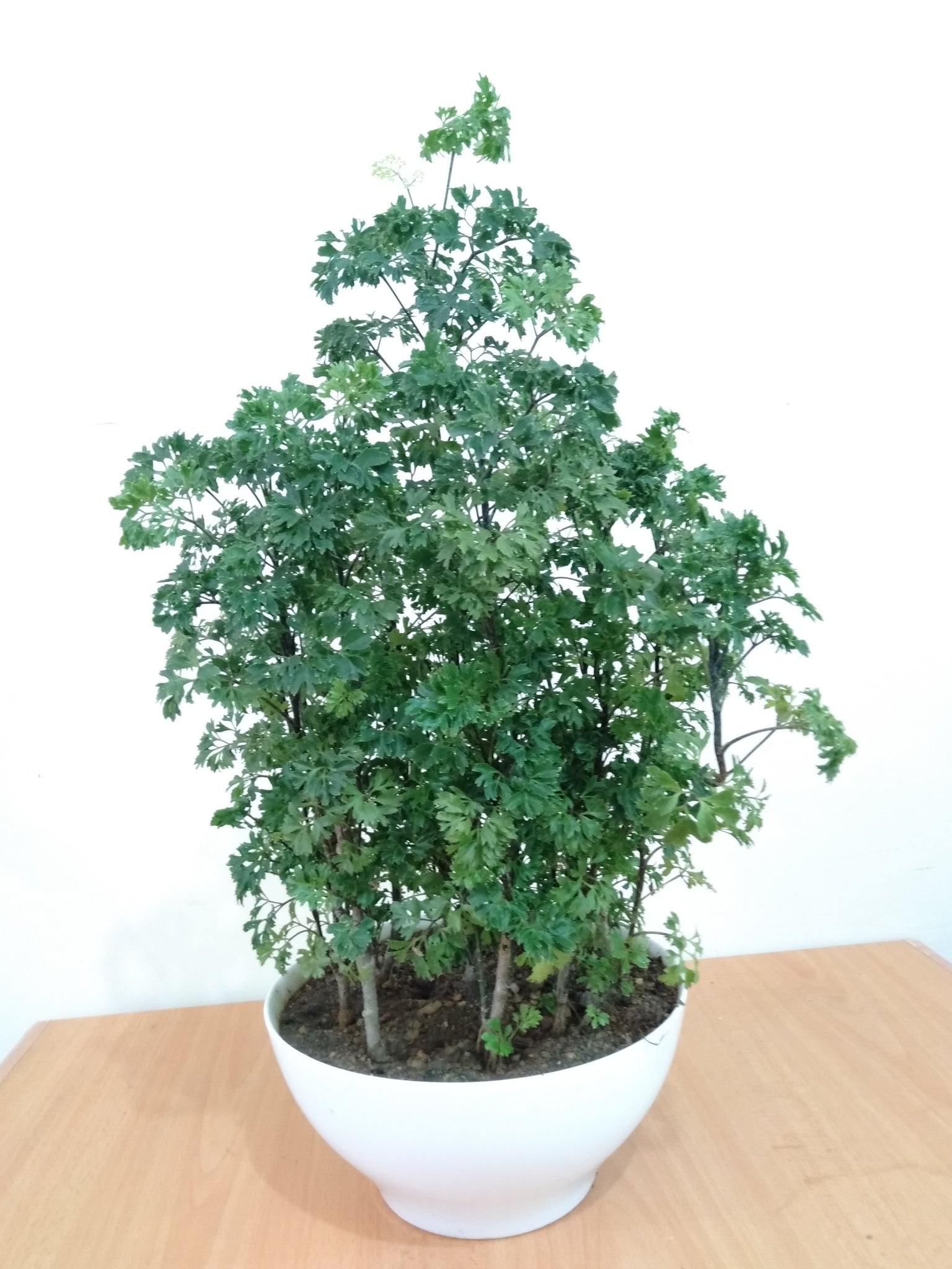 Polyscias fruticosa Plant in Porcelain Pot : 15 to 20 Inches (Plant Height)