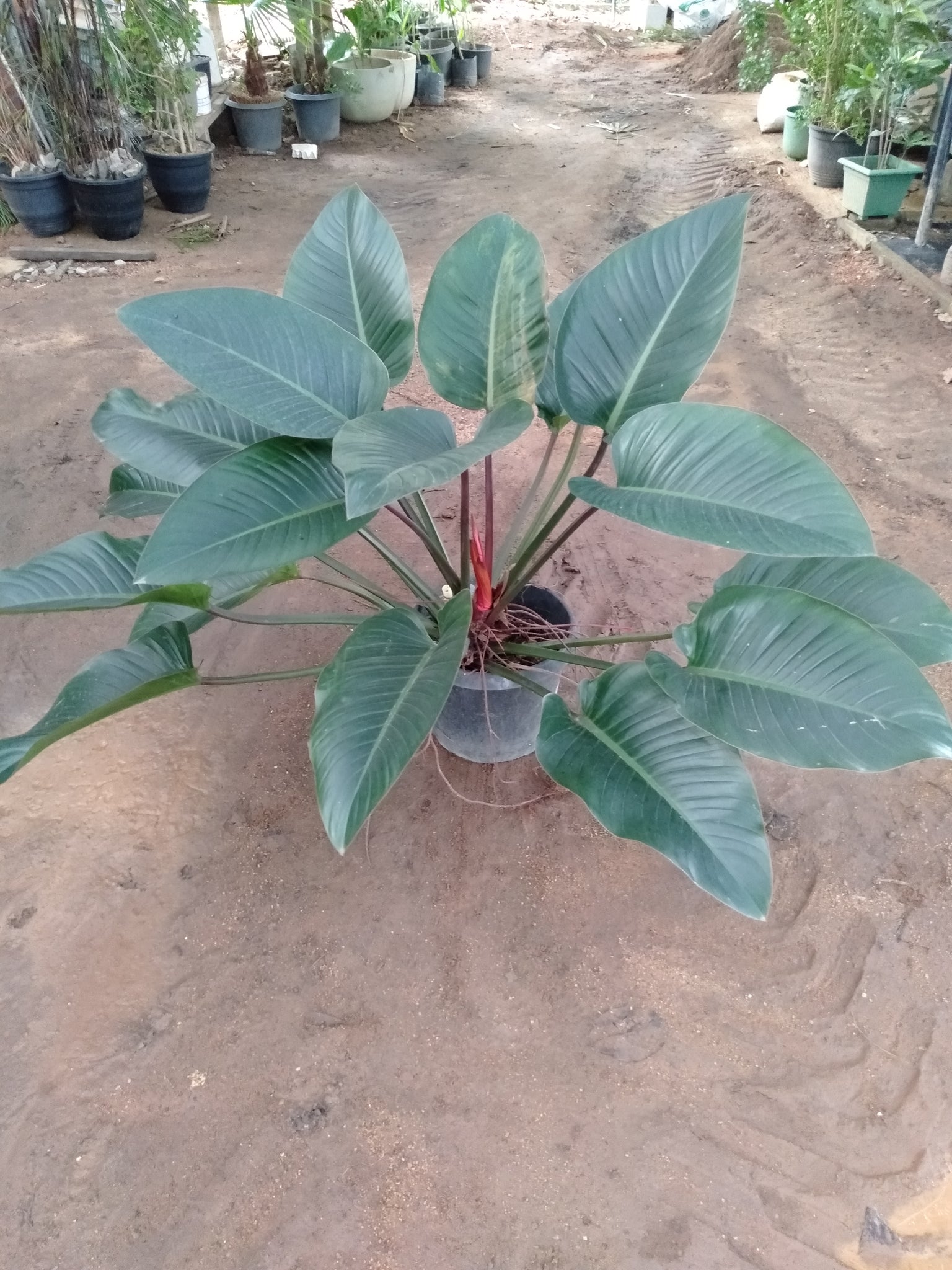 Philodendron Congo Rojo Plant in Plastic Pot : 2 to 3 Feet (Plant Height)