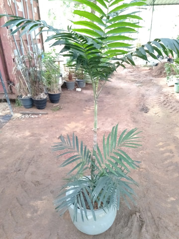 Kentia Palm with titanium Finished Painted Cement pot : 5 to 7 Feet (Plant Height)