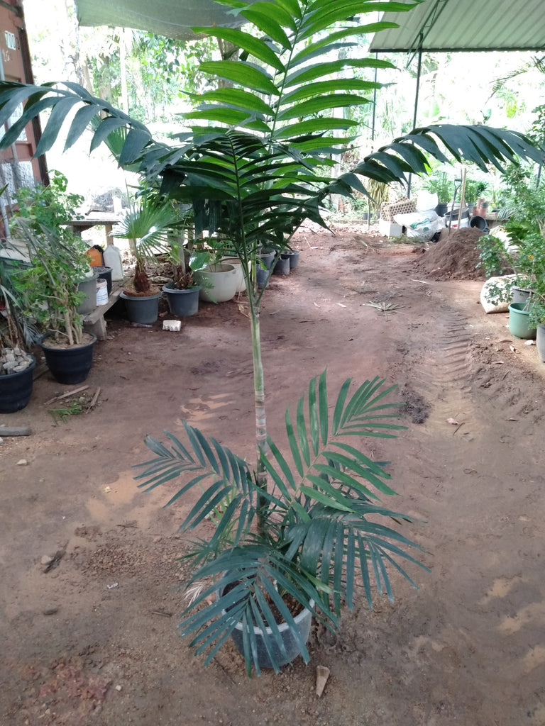 kentia palm potting mix Kentia Palm Plant in Plastic Pot – Plants & Plants Supercentre