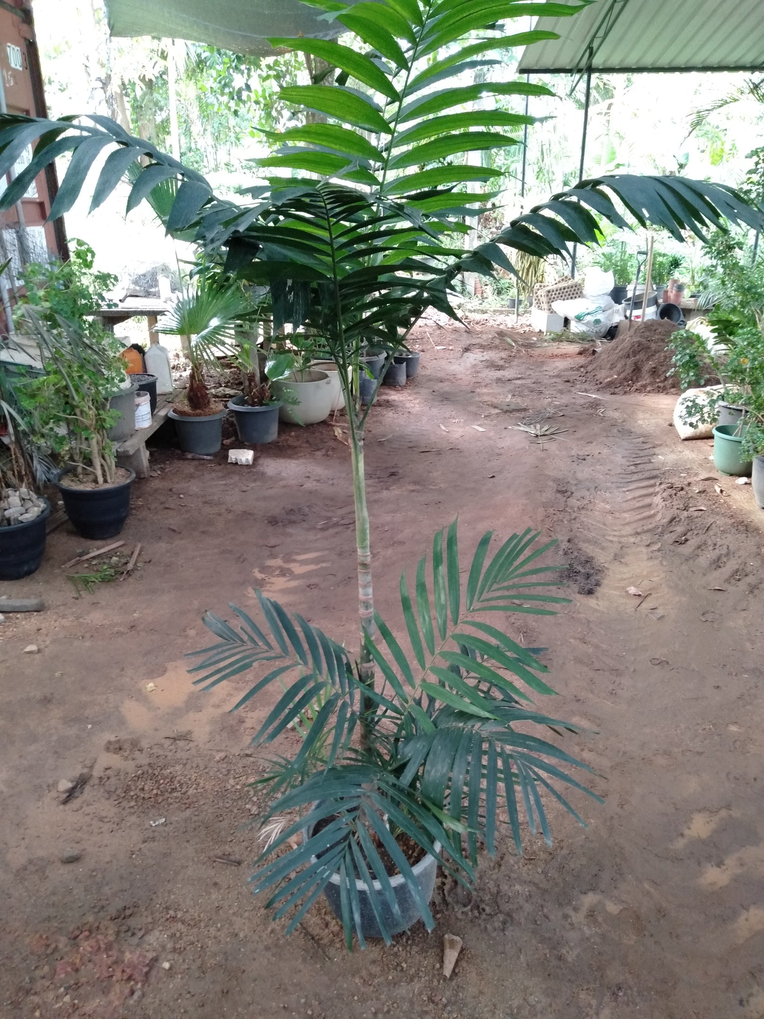 Kentia Palm Plant in Plastic Pot :