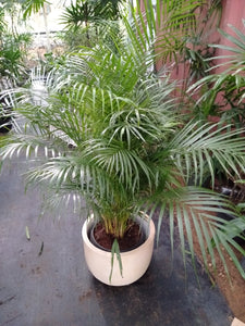 Cane Palm Tree with Titanium Finished Painted Cement Pot : 5 to 7 Feet (Plant Height)