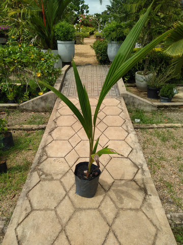 Coconut Palm Plant in Poly Bags : 1 Feet (Plant Height)