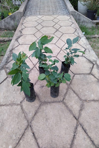 Cinnamon Plant in Poly Bags : 6 to 12 Inches (Plant Height)