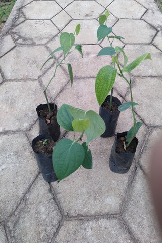 Black Pepper Plant in Poly Bags : 10 to 12 Inches (Plant Height)