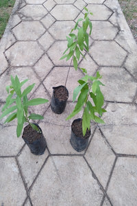 Sudu Handun Plant in Poly Bag : 5 to 7 Inches (Plant Height)