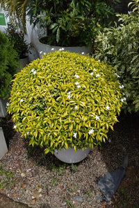Evata Yellow Plant in Titanium Pot : 3 to 4 Feet (Plant Height)