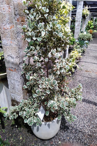 Ficus Triangularis Plant in Titanium Pot