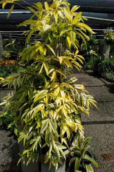 Dracena Gold Indoor Plant with Titanium Pot : 3 to 4 Feet(Plant Height)