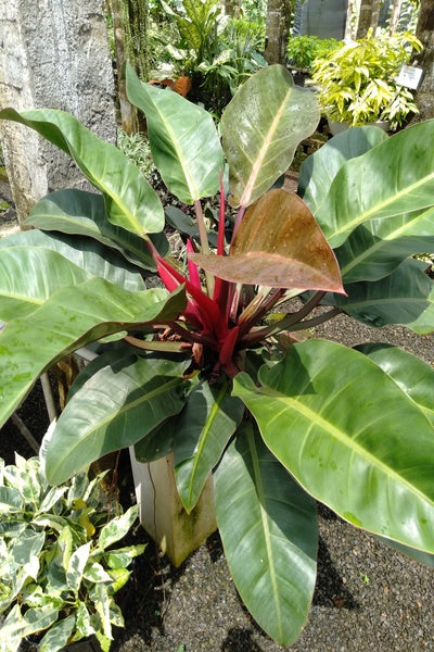 philodendron orange congo Philodendron Congo Rojo Plant in Titanium Finished Pot – Plants & Plants  Supercentre