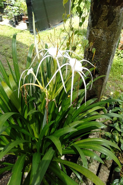 spider lilies in pots Spider Lily Plant in Titanium Finished Cement Pot – Plants & Plants Supercentre