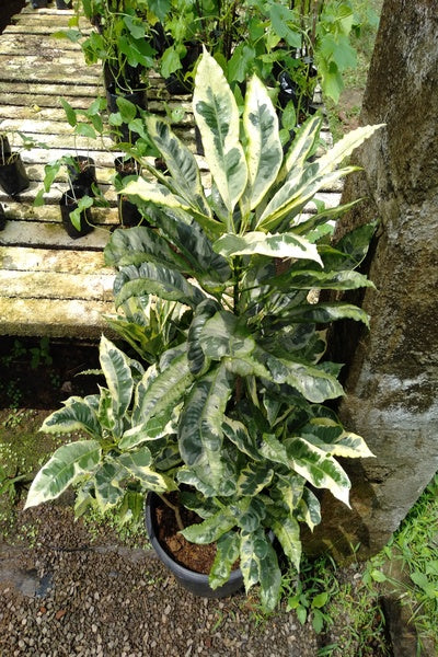 Crotan Thamata Bush In Plastic Pot : 2 to 3 Feet (Plant Height)