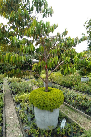 Kiri Palu Tree in titanium Finished Cement Pot : 10 to 12 Feet (Plant Height)