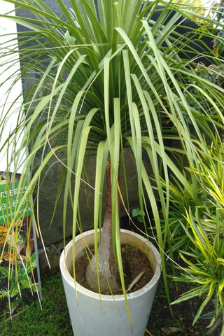 Bucania Plant in Titenium Pot : 6 to 7 Feet (Display Height)