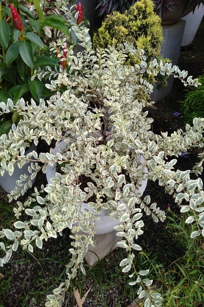 White Duranta Plant  in Titenium Pot : 2 to 3 Feet (Display Height)