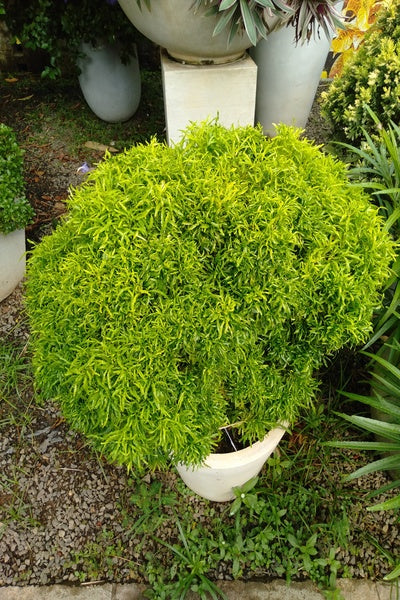 yellow potted plant Evodia Yellow Plant in Titanium Finished Cement Pot – Plants & Plants Supercentre