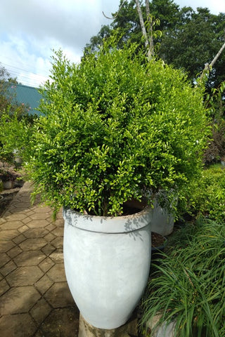 Atteriya Plant in Titanium Finished Cement Pot : 4 to 5 Feet (Display Height)
