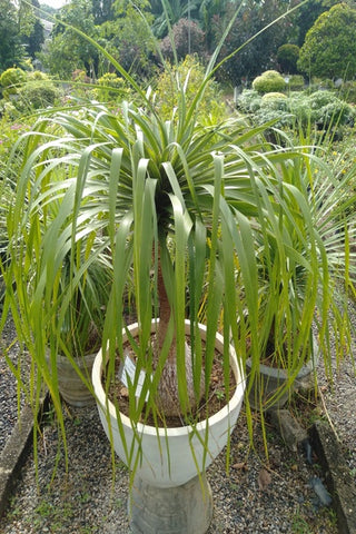 Bucania Plant in Titenium Pot : 4 to 5 Feet (Display Height)