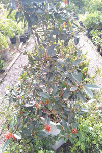 First Love Plant Titanium Finished Cement Pot : 5 to 6 Feet (Display Height)