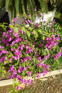 Bougainvillea Plant in Titanium Pot : 4 to 5 Feet (Display Height)