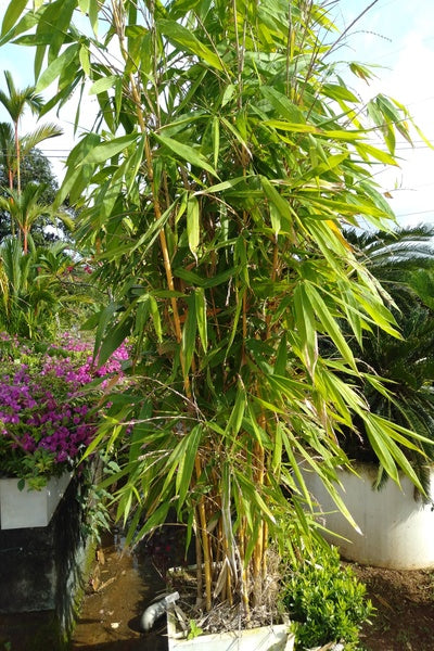 ﻿Malaysian Bamboo Bush in Titanium Finished Cement Pot : 10 to 12 Feet (Display Height)