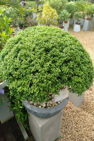 Dwarf Atteriya Plant In Bonsai Tray : 2 to 3 Feet (Display Height)