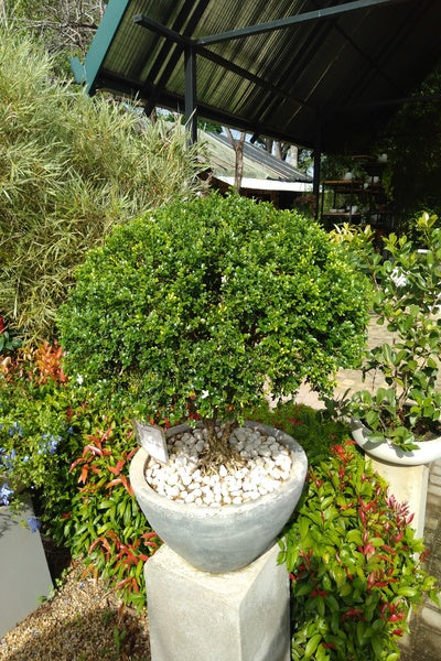 Dwarf Atteriya Plant In Bonsai Tray : 2 to 3 Feet (Display Height)