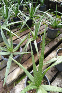 Aloe Vera Plant in Plastic Pot