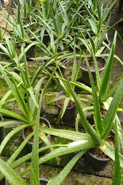 plastic aloe vera plant Aloe Vera Plant in Plastic Pot – Plants & Plants Supercentre