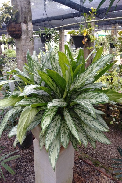 aglaonema silver queen price Aglaonema 'Silver Queen' Bush in Titanium Finished Cement Pot – Plants & Plants Supercentre