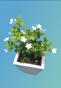 Idda Plant in Titanium Pot : 3 to 4 Feet (Display Height)