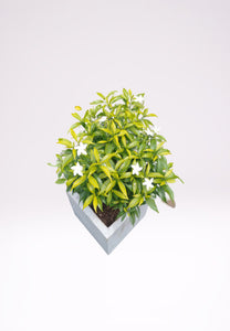 Evata Plant in Titanium Pot : 2 to 4 Feet (Display Height)3