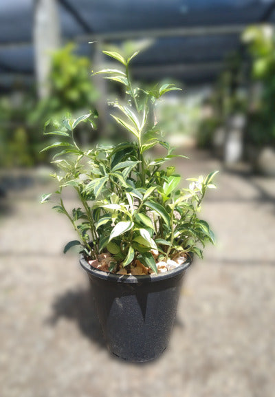 Dwarf Thebu Plant in Plastic Pot :  2 to 3 Feet (Display Height)