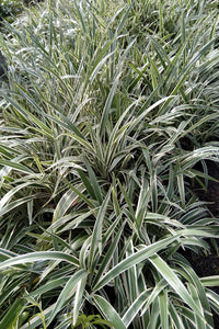 Dianella Caerulea White Stripe Plant in Poly Bags : 15 to 20 Inches (Plant Spread)
