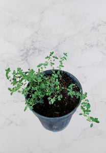 Thyme Herb Plant in Plastic Pots : 3 to 5 Inches (Plant Height)